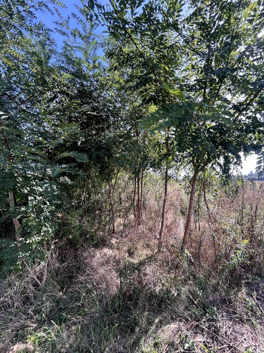 Robinia akacjowa (Robinia pseudoacacia) obwód 8-20 cm