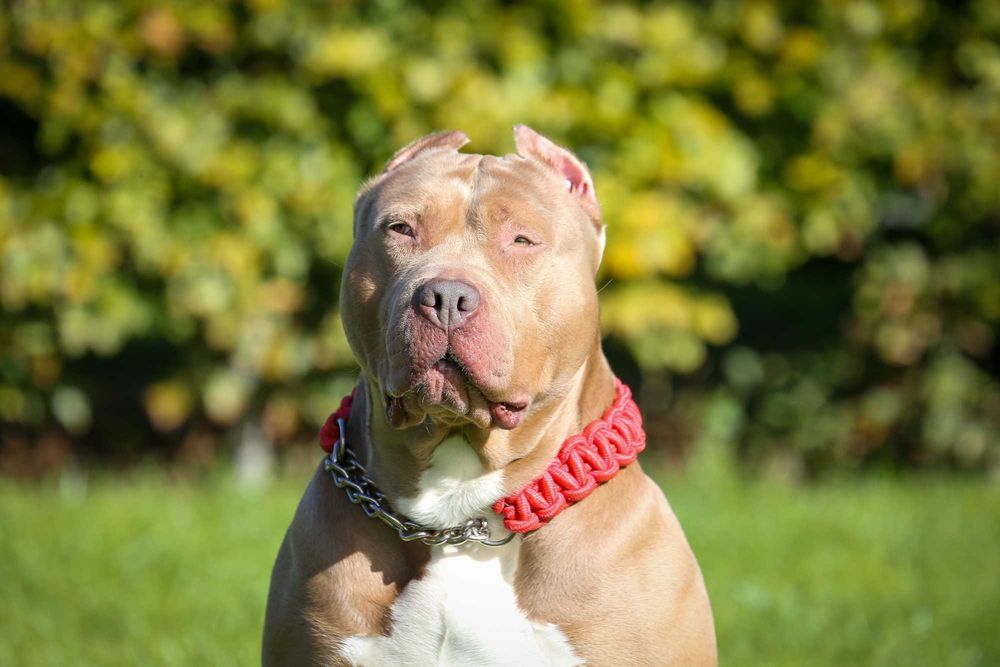 American Bully XL