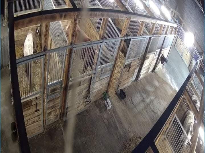 Pensjonat hotel dla koni. Wolny boks