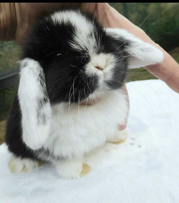 Śliczne króliczki Mini Lop