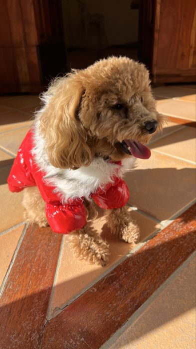 Зимняя курточка на меху для хвостика