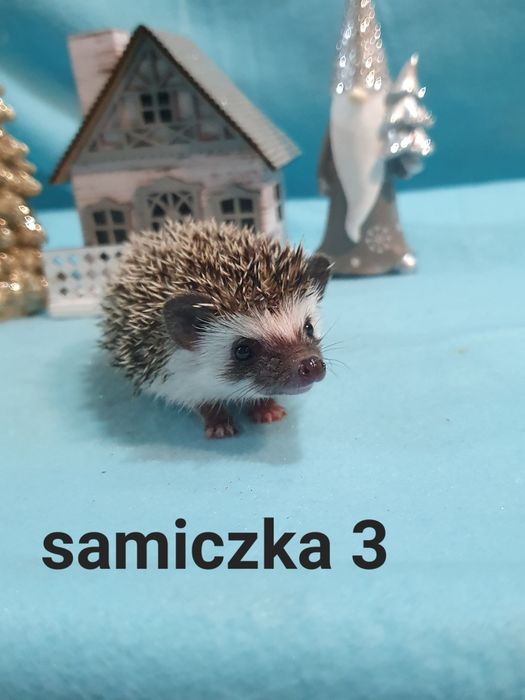 Jez jeżyki jeżolki jeż pigmejski jez afrykanski