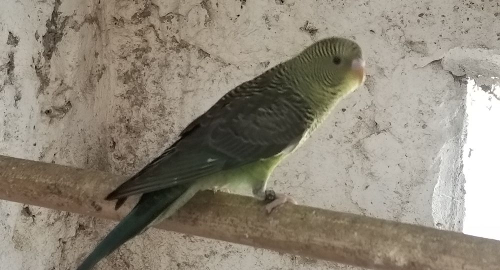 Periquitos asa negra