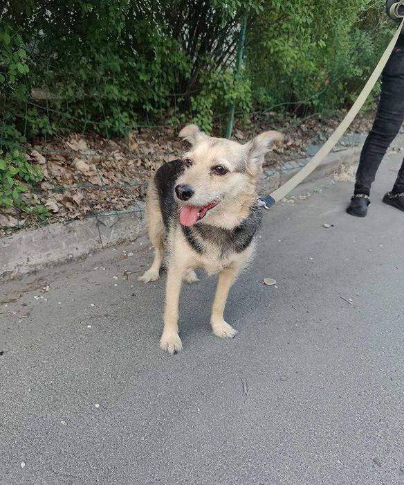 Очень симпатичная собачка Адель-добрая душа, возраст 3+