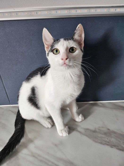 Kotek do adopcji