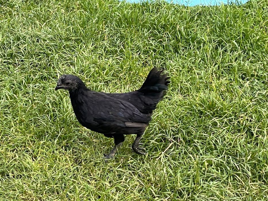 Pisklęta ayam cemani