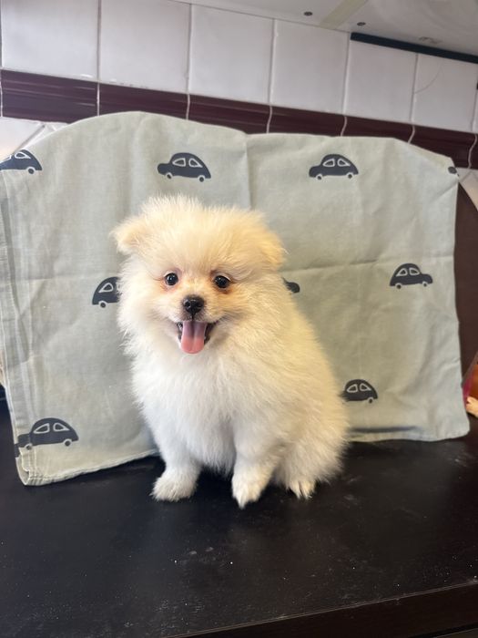 Spitz Alemão/ Lulu da pomerânia Macho Fofinho