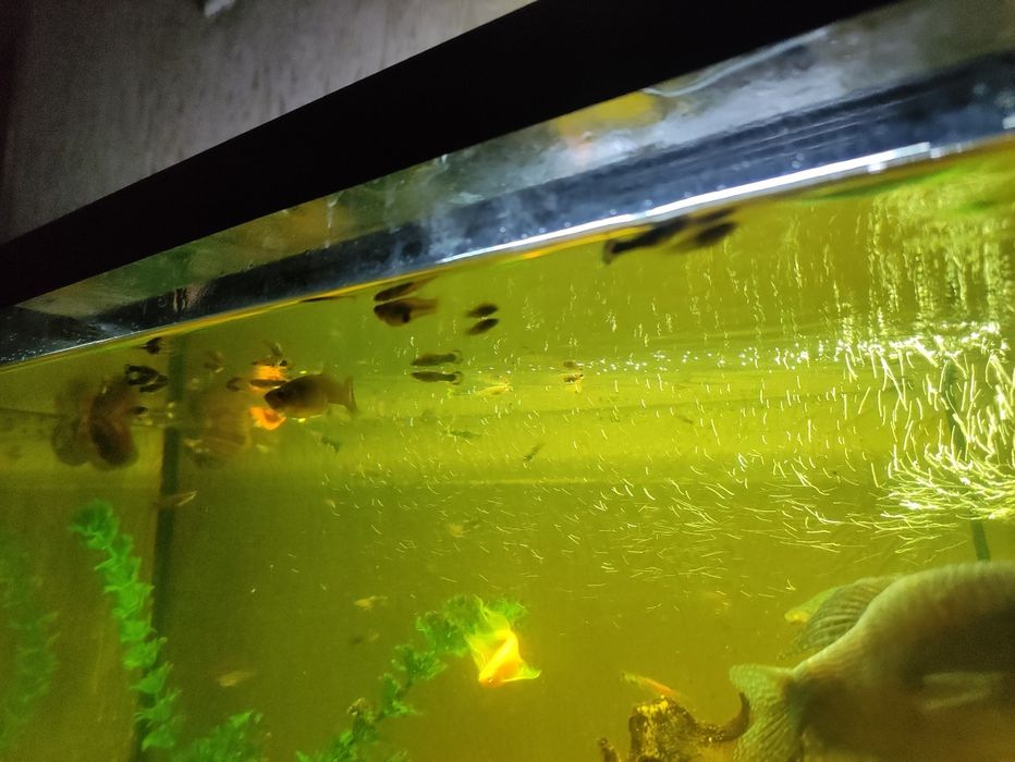 Гуппи подростки, 1,5-2 см