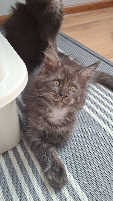 Maine Coon Kocięta