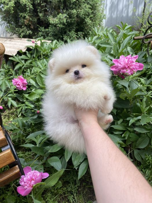 Красивый , белый Мальчик Мишка Померанский шпиц
