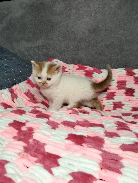 Шотландская прямоухая кошечка