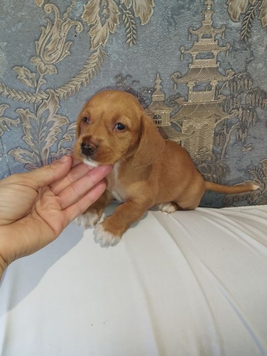 Дівчинка таксочка крем від довгошерстних батьків