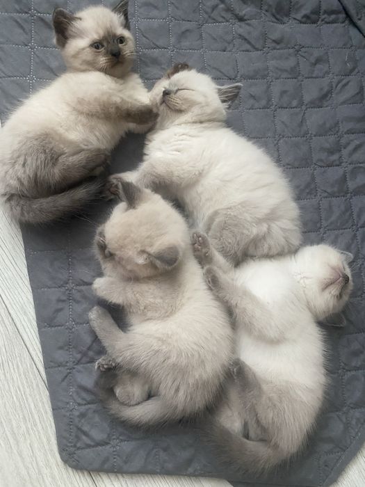 Сіамські кошенята