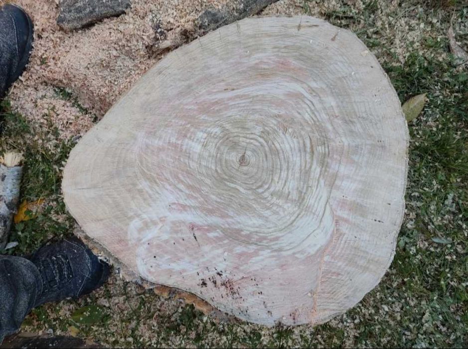 Wysysonowany suchy plaster jesiona