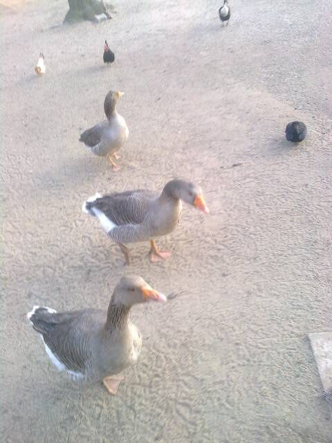 Sprzedam gęsi 3 sztuki