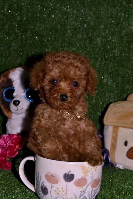 Той пудель супер крихітна дівчинка на долонь