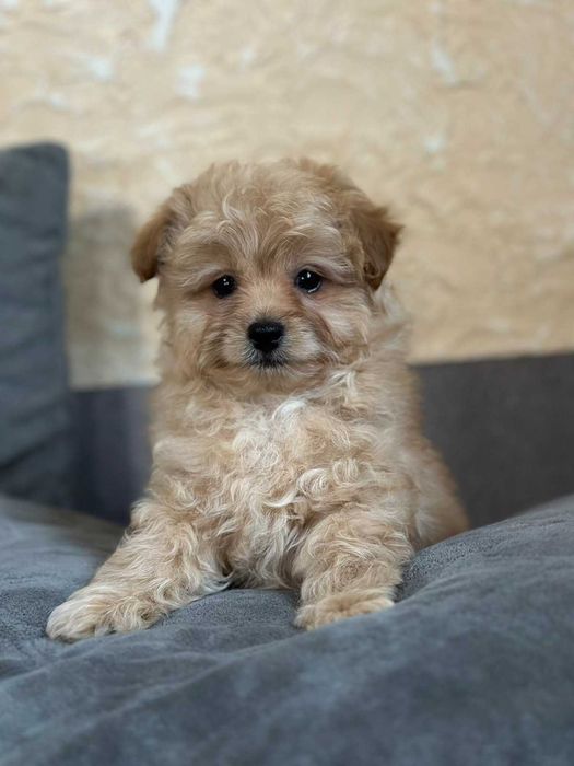 Крошка мальтипу. Мальчик мини.