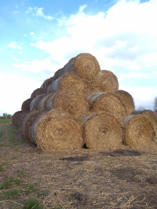 słoma sprzedam bele z 2025r wałki słoma 130-150x120 krowy