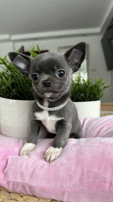Śliczny Chłopczyk Chihuahua z Rodowodem Niebiesko-biały Mickey