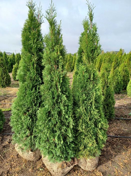 Sprzedam tuje "szmaragd" 1,6m-2,3m