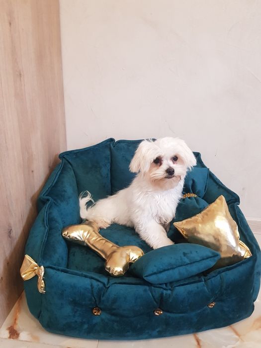 Śliczny piesek maltańczyk z wyprawką