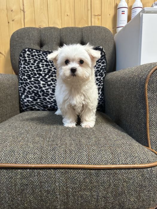 Maltanczyk biały piesek