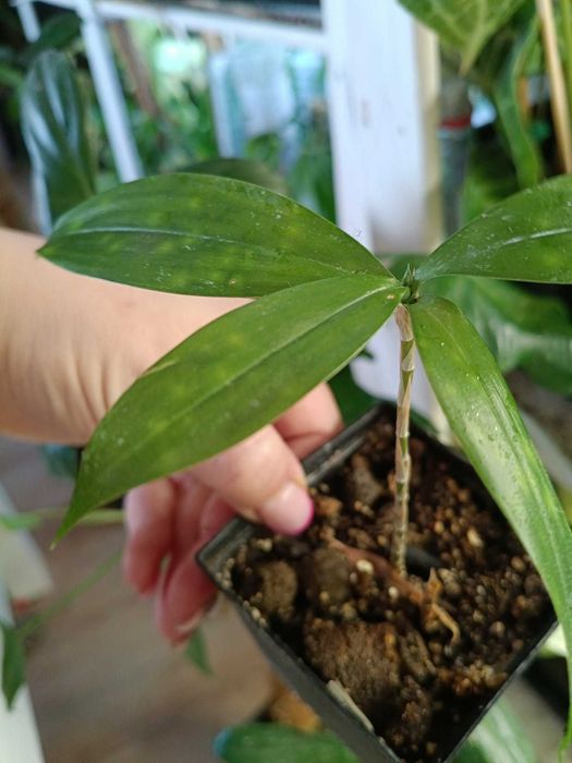 dracena surculata aurea