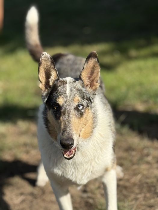 Domowy Hotel dla Zwierzaków