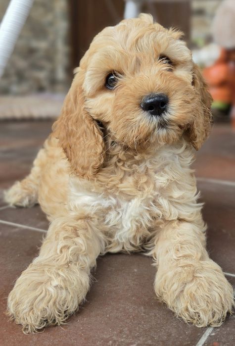 Piesek Cockapoo  Red Brown/hybryda