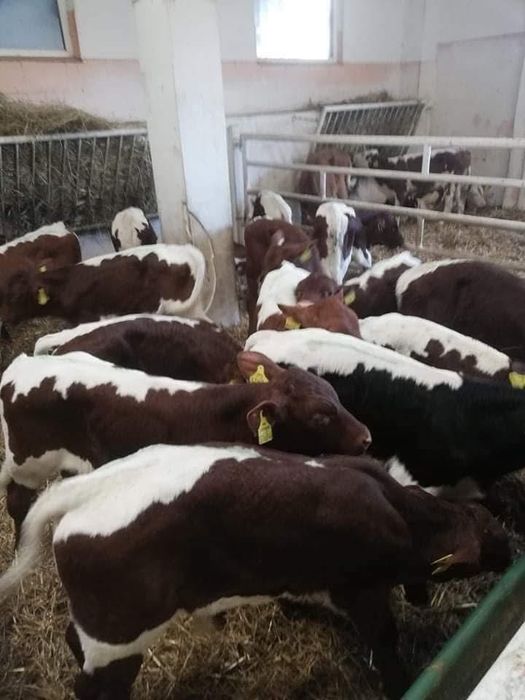 Cielaki mięsne NBC LM SM – duży wybór