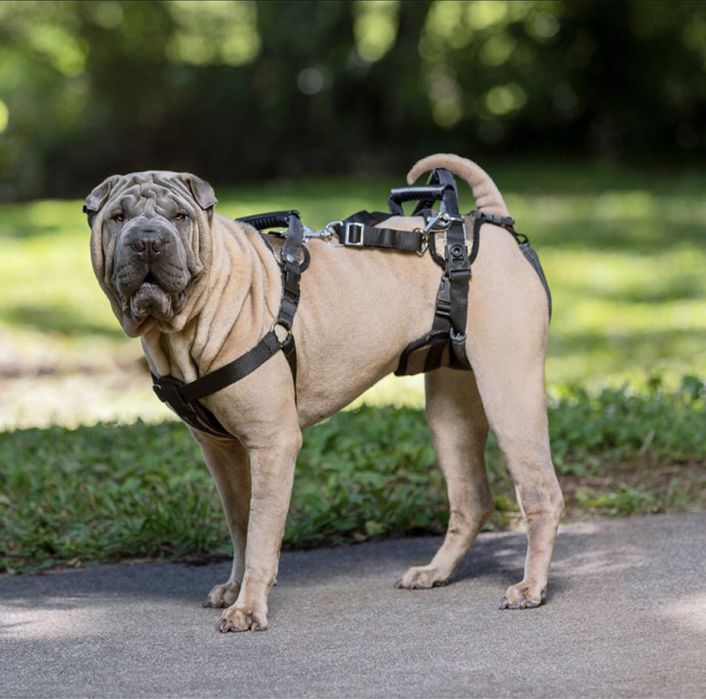 PetSafe peitoral suporte cães