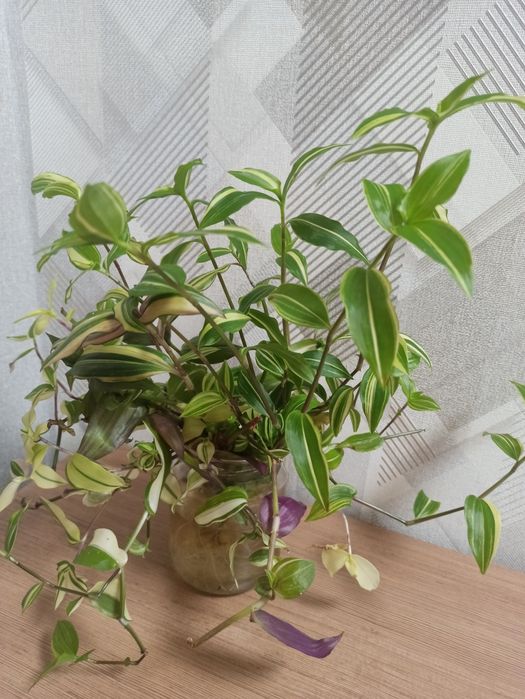 Традесканція біло-зелена