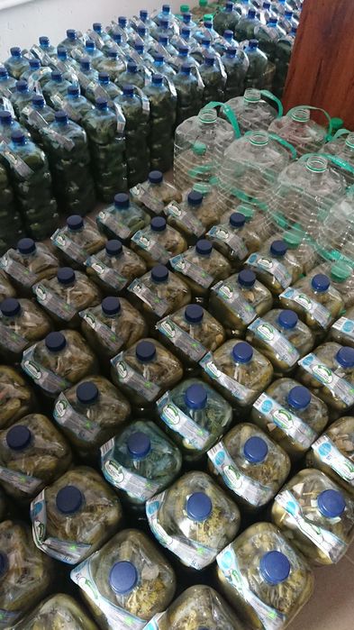 Ogórki kiszone butelki 5L (przesyłka OLX)