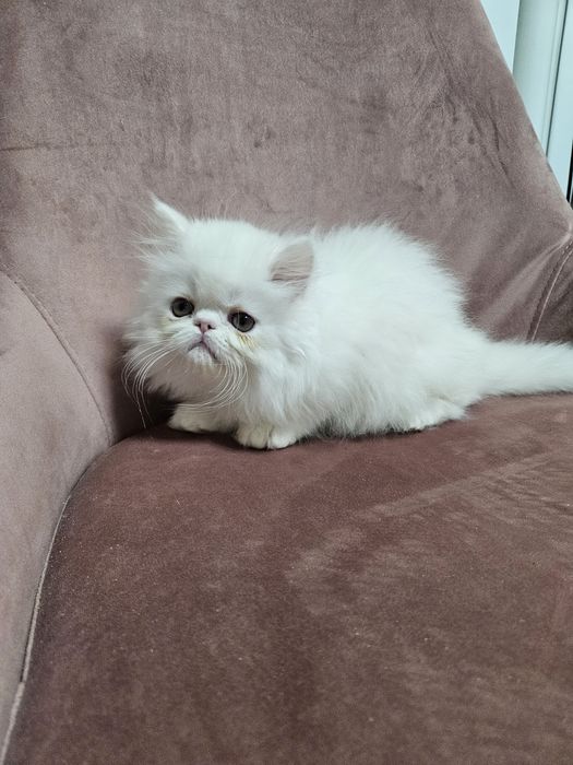 Kocurek perski, kot perski