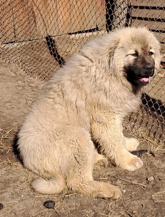 Цуценята кавказьких вівчарок