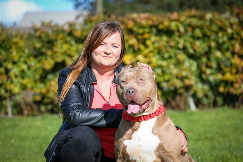 American Bully XL