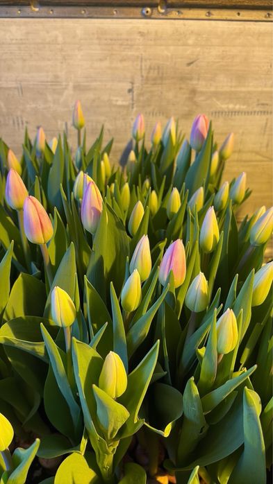 Тюльпаны к 8 марта