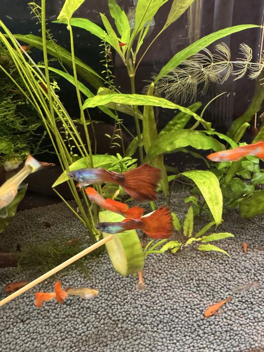 Рослини, меченосці, гуппі