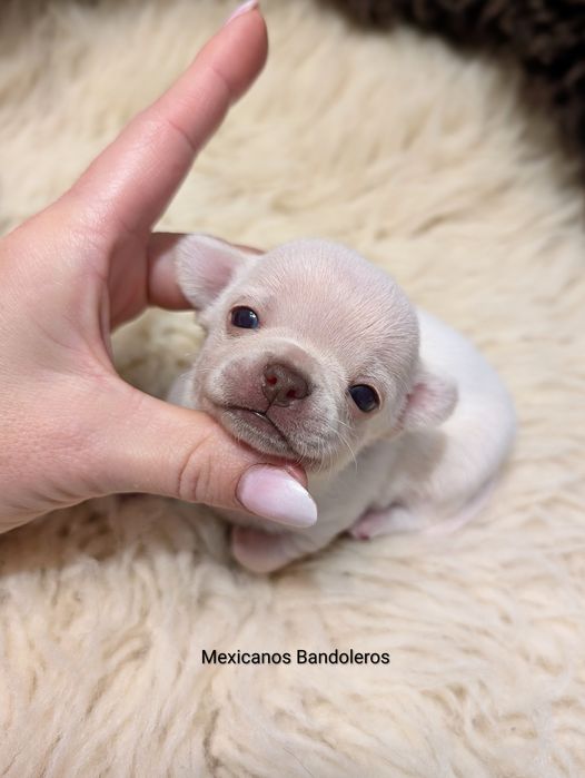 NAJPIĘKNIEJSZY KREMOWY Książę chihuahua. Krótkowłosy piesek !