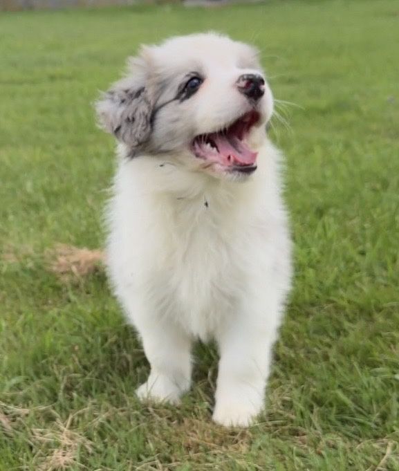 FCI Border Collie