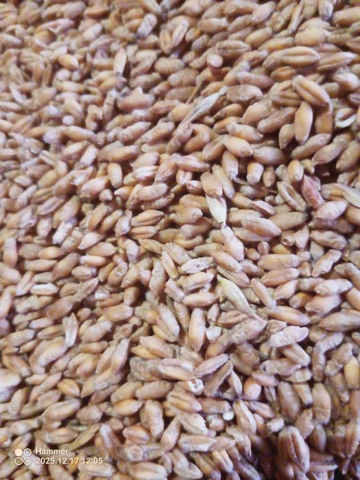 Pszenżyto ozime na sprzedaż