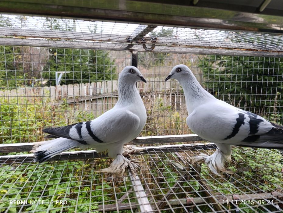 Żałobne gładkie kosmate para