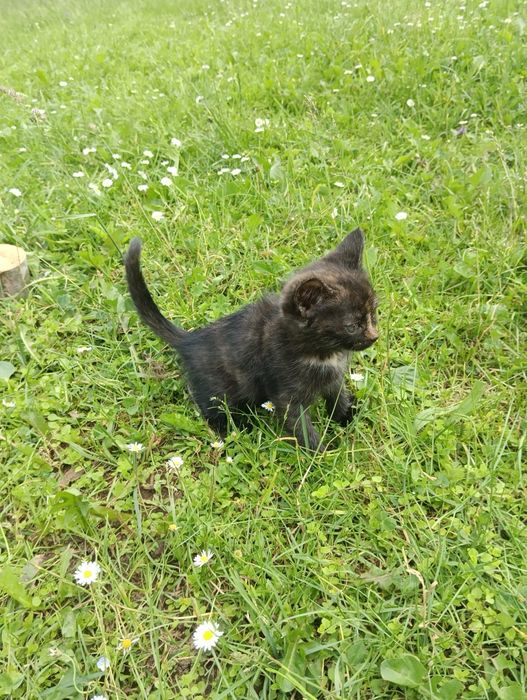 Віддам котів ціна 100 грн всі дівчата  в добрі руки