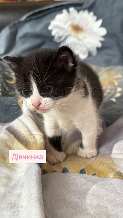 Кошенята шукають сімʼю!!!Безкоштовно!!!
