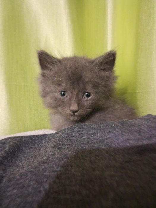 Віддам кошеня кицю