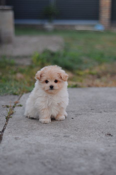 Ляльковий Мальтіпу Китай+Корея, maltipoo F1