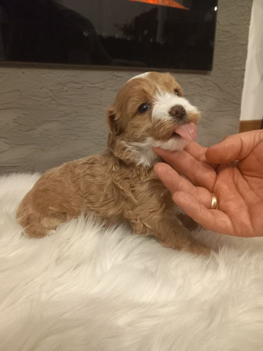 Maltipoo szczeniak suczka