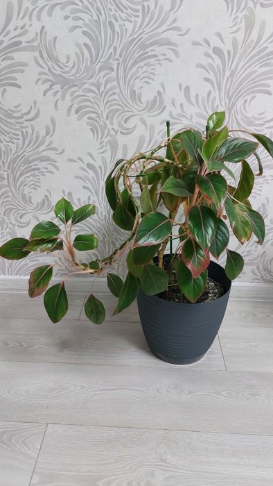 Аглаонема кріт висока