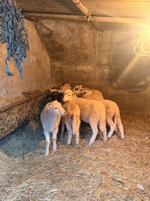 Borregos.           .