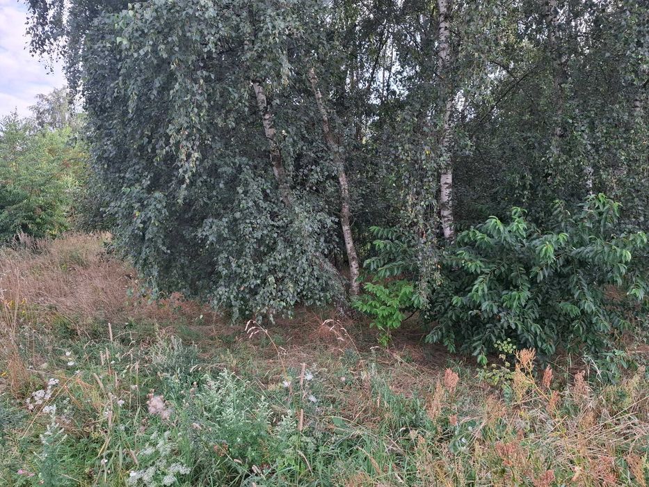 Działka w Lipniku na sprzedaż